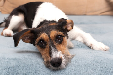 Tired dog Jack Russell terrier after trimming lies and misses.
