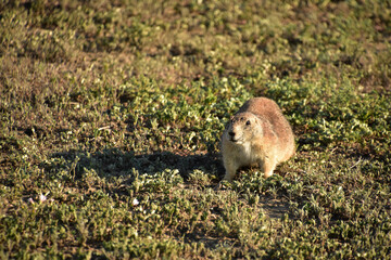 Black Tailed Prairie Dog in Rural South Dakota