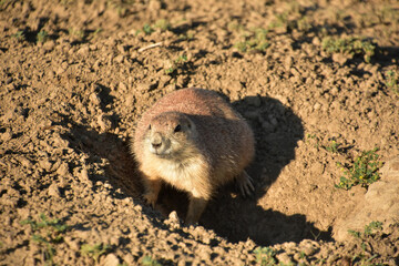 Fat Prairie Dog Sitting in a Hole