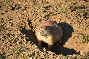 Chubby Prairie Dog Sitting in his Burrow