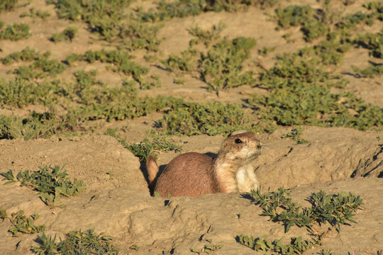 Prairie Dog Peaking Out Of His Burrow