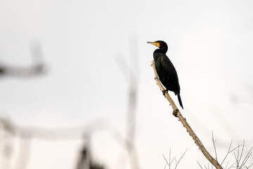 Kormoran (Phalacrocorax carbo)  auf einem Ast | Vogel