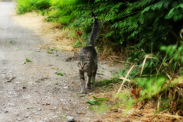 Wild cat walks along the country road.