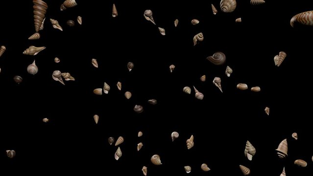 Seashells Animation Transparent Alpha Video