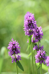 Pretty Purple Flowering Salvia Plant in Bloom
