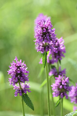 Blooming and Flowering Salvia Blossoms in a Garden