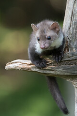 Stone marten, Martes foina, with clear green background. Beech marten, detail portrait of forest animal. Small predator sitting on the beautiful green moss stone in the forest. Wildlife scene, France