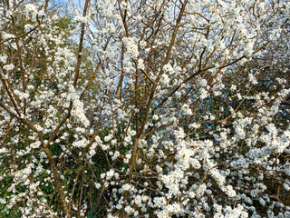 Beautiful white spring blossom full frame. A mobile phone photo with some phone or tablet post processing.