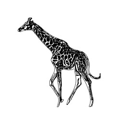 Fototapeta premium sketch of a giraffe with a transparent background