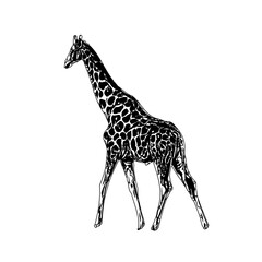 sketch of a giraffe with a transparent background