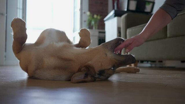Satisfied dog is lying on his back on the floor happy to play with the hostess