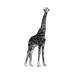 sketch of a giraffe with a transparent background