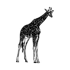 Naklejka premium sketch of a giraffe with a transparent background