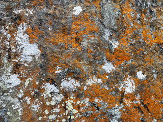 Lichens on stone surface full frame background texture. A mobile phone photo with some phone or tablet post processing.