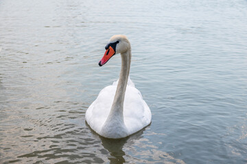 Graceful white Swan swimming in the lake, swans in the wild. Portrait of a white swan swimming on a lake.