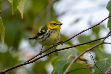 Obraz premium Black Throated Green Warbler in Fall Plumage at Plum Island, Massachusetts.