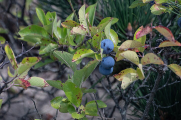 Wild blueberries along the Atlantic Coast