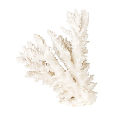 Piece of white coral cut out