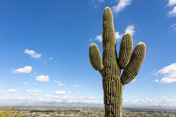 Saguaro cactus right side of frame Cumulus clouds and phoenix arizona in background