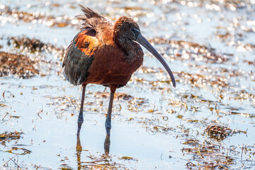 The glossy ibis, latin name Plegadis falcinellus, searching for food in the shallow lagoon.