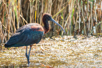 The glossy ibis, latin name Plegadis falcinellus, searching for food in the shallow lagoon.