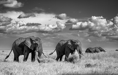 Beautiful African Elephants roaming the Savannah of Maasai Mara National Reserve, Kenya