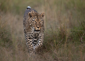Leopard called Romi on a fallen tree in the Maasai Mara, Kenya