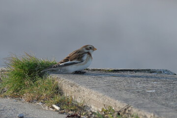 snow bunting on the sea wall