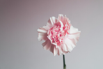 Beautiful fresh carnation flower in full bloom against neutral background, close up. Floral still life. Copy space for text.