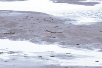 redshank on the beach