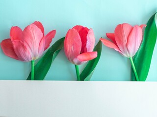 Delicate pink tulips in a row on blue with space for text. Minimalistic postcard with spring flowers