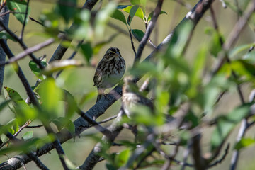 A Savannah Sparrow in a tree looking forward.