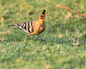 A Hoopoe in search of food