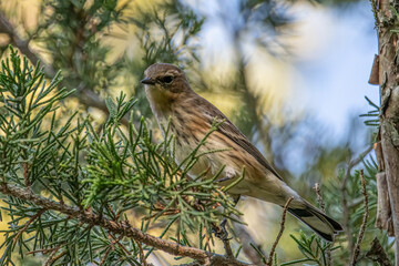 A Yellow Rumped Warbler in a juniper Tree