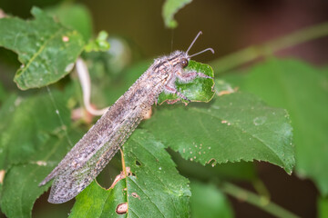 Distoleon tetragrammicus, a species of antlion in the neuropteran family Myrmeleontidae.