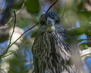 Juveline Yellow Crowned Night Heron Close Up