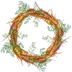 Color illustration of carrot compositions. High quality photo