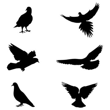Pigeons silhouette vector illustrations on white background