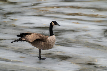Canada goose branta canadensis balancing on one leg to keep warm in the winter