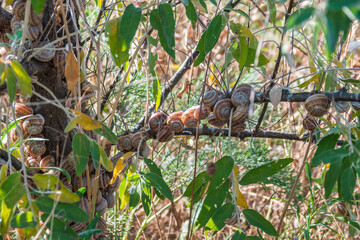Many snails are sitting on a branch.