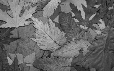 black and white leaves on a white background