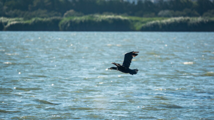 Black Cormorant flying in blue sky. The great cormorant, Phalacrocorax carbo