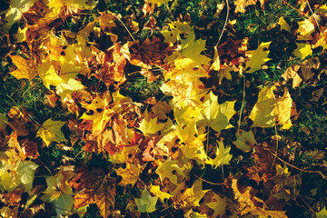A variety of bright and colorful autumn leaves