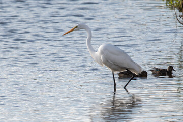 A Great Egret looking for food in the water.