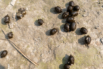 Goat's dungs on the ground. Goat feces on the ground. Goat droppings.
