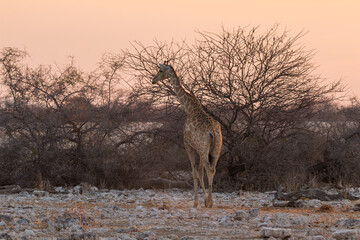 Giraffe by pond in th Etosha National Park in Namibia.