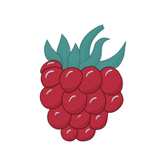 Raspberry with leaves vector illustration. Juicy ripe fruits on white background. Berry, vegetarian, sweet, proper nutrition, dessert. Fruit concept