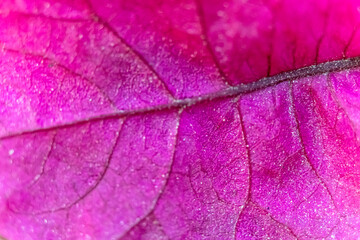 Fototapeta premium Leaves of bougainvilleas flower. yellow varieties of Bougenvillia flower