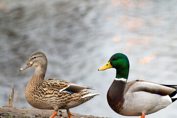 Pair of wild Mallard Ducks Anas platyrhynchos walking together on the shoreline