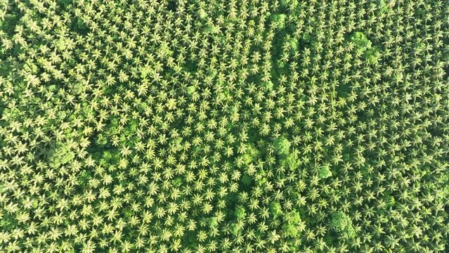 A plantation of coconut palms grows on a remote island in the Solomon Islands. This country exports a significant amount of copra, the dried flesh of the coconut which coconut oil is derived from.